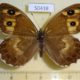 50438p-Satyridae-Hipparchia-autonoe-f-Khakassia-rep.-7