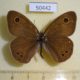 50442p-Satyridae-Ypthima-argus-Primorye-4