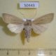50443p-Noctuidae-Rhizedra-lutosa-Primorye-5