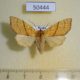 50444p-Noctuidae-Tiliacea-japonago-f-Primorye-6