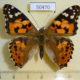 50470p-Nymphalidae-Vanessa-cardui-Primorye-5