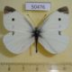 50476p-Pieridae-Pieris-rapae-Primorye-4