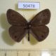 50478p-Satyridae-Ypthima-motschulskyi-Primorye-5