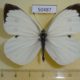50487p-Pieridae-Pieris-brassicae-Primorye-4