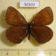 50503p-Satyridae-Erebia-disa-Taimyr-pen.-8