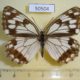 50504p-Satyridae-Melanargia-halimede-f-Primorye-7