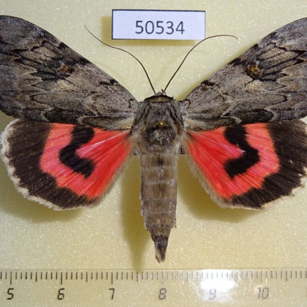 Noctuidae Catocala electa Primorye