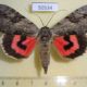 50534p-Noctuidae-Catocala-electa-Primorye-8
