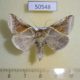 50548p-Thyatiridae-Habrosyne-pyritoides-derasoides-Primorye-5