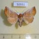 50551p-Noctuidae-Pygopteryx-suavis-f-Primorye-6