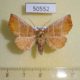 50552p-Noctuidae-Pygopteryx-suavis-f-Primorye-7