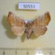 50553p-Noctuidae-Pygopteryx-suavis-f-Primorye-7