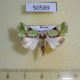 50589p-Noctuidae-Nacna-malachitis-Primorye-7