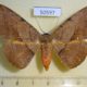 50597p-Noctuidae-Hypopyra-capensis-f-Madagascar-10
