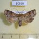 50599p-Noctuidae-sp.-Madagascar-6