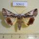 50602p-Noctuidae-Aedia-triphaenoides-Madagascar-18