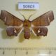 50603p-Noctuidae-Episparis-vitrea-Madagascar-12