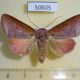 50605p-Noctuidae-Diadocis-remyi-Madagascar-14