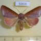 50606p-Noctuidae-Diadocis-remyi-Madagascar-14