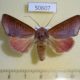50607p-Noctuidae-Diadocis-remyi-Madagascar-14