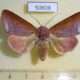 50608p-Noctuidae-Diadocis-remyi-Madagascar-14