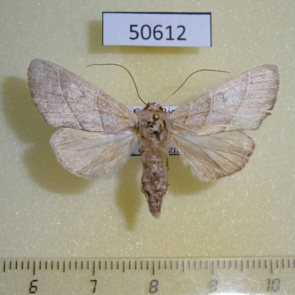 Notodontiidae Hemiceras indistans Costa Rica