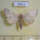 50612p Notodontiidae Hemiceras indistans Costa Rica $8