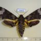 50620p-Sphingidae-Coelonia-fulvinotata-f-Madagascar-20