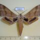 50624p-Sphingidae-Dargeclanis-grandidieri-Madagascar-40