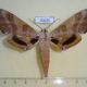 50625p-Sphingidae-Dargeclanis-grandidieri-Madagascar-40