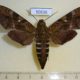50636p-Sphingidae-Nephele-densoi-f-Madagascar-20
