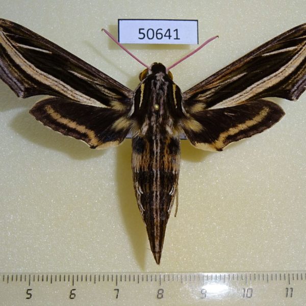 Sphingidae Hippotion geryon f Madagascar