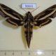 50641p-Sphingidae-Hippotion-geryon-f-Madagascar-20