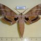 50663p-Sphingidae-Dargeclanis-grandidieri-Madagascar-40