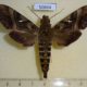 50664p-Sphingidae-Nephele-densoi-Madagascar-17