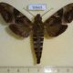 50665p-Sphingidae-Nephele-densoi-Madagascar-17