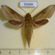 50686p-Sphingidae-Hippotion-saclavorum-Madagascar-12