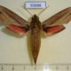 50688p-Sphingidae-Hippotion-eson-Madagascar-15