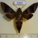 50691p-Sphingidae-Atemnora-westermannii-Madagascar-30