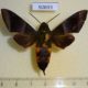 50693p-Sphingidae-Atemnora-westermannii-Madagascar-25