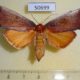 50699p-Pyralidae-Acracona-pratti-Madagascar-20