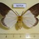50704p Notodontiidae Hypsoides anosibeana f Madagascar $17