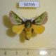 50705p-Limacodidae-Parasa-sp.-reginula-Madagascar-9