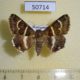 50714p-Noctuidae-Grammodes-stolida-f-Madagascar-12