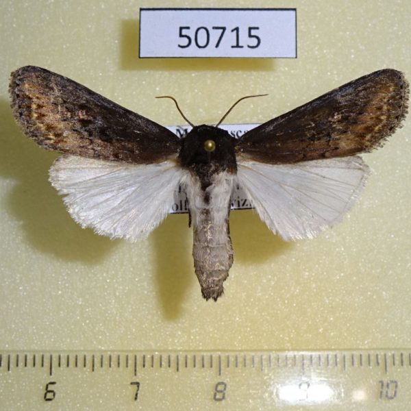 Noctuidae Brithys sp. crini Madagascar
