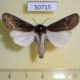 50715p-Noctuidae-Brithys-sp.-crini-Madagascar-10