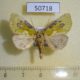 50718p-Noctuidae-Ectolopha-viridescens-Uganda-12