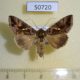 50720p-Noctuidae-Chrysodeixis-sp.-chalcites-Uganda-10