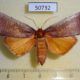 50732p-Pyralidae-Acracona-pratti-Madagascar-20