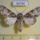 50740p-Noctuidae-Thiacidas-mukim-Uganda-12
